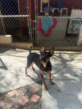 Henry -  Cattle Dog Dog for Adoption in Laguna Beach, California - Henry | PetCurious
