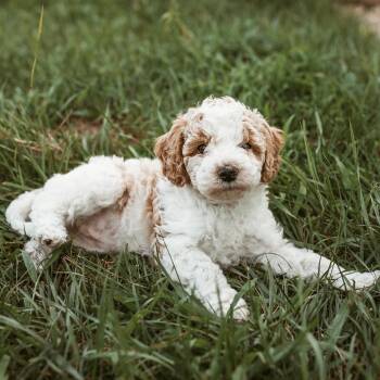 Lemon -  Poodle Dog for Adoption in Minneapolis, Minnesota - Lemon | PetCurious