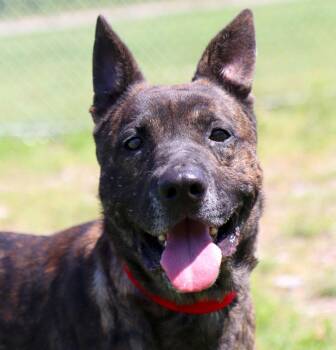 Rescue German Shepherd Dog and Mixed Breed Dogs for Adoption in Kansas City, Kansas - Mike (AO34187) | PetCurious