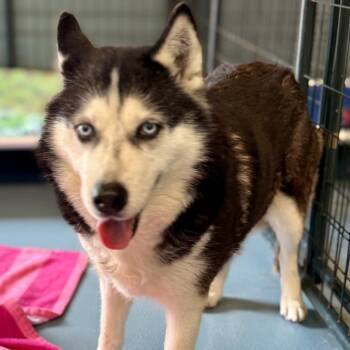 Siberian Husky Dogs Available for Adoption in Dekalb, Illinois - Violet | PetCurious