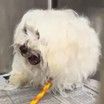 Maltese Dogs Available for Adoption - Sassy D10697 | PetCurious