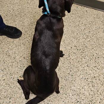 Gracie -  Pit Bull Terrier Dog for Adoption in Cedar Rapids, Iowa - Gracie | PetCurious