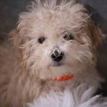 Bernie (AG26-189) -  Miniature Poodle and Bichon Frise Dog for Adoption in Peyton, Colorado - Bernie (AG26-189) | PetCurious