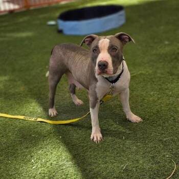Pit Bull Terrier Dogs Available for Adoption in Las Vegas, Nevada - DROPLET | PetCurious
