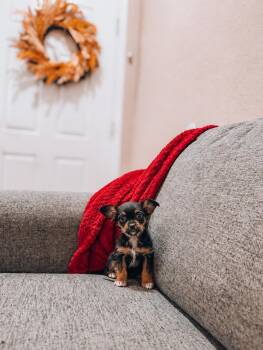 Ferb -  Chihuahua Dog for Adoption in Goodyear, Arizona - Ferb | PetCurious