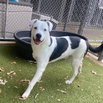 Rescue Bull Terrier and Shepherd Dogs for Adoption in Germantown, Tennessee - Chance | PetCurious