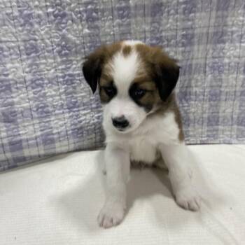 German Shepherd Dog and Collie Dogs Available for Adoption in Puslinch, Ontario - Summit | PetCurious