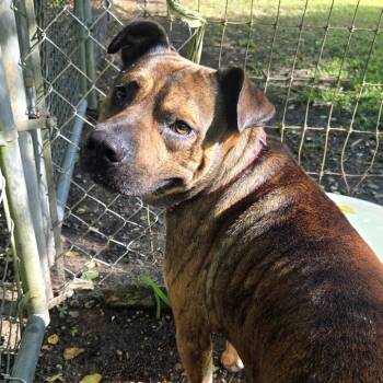 Barkley -  Boxer and Mixed Breed Dog for Adoption in Tylertown, Mississippi - Barkley | PetCurious