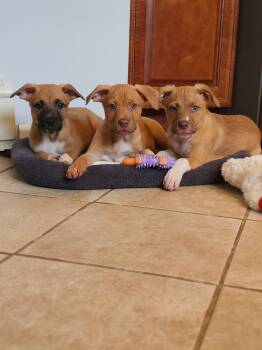 MITCH -  Mixed Breed Dog for Adoption in Holbrook, New York - MITCH | PetCurious