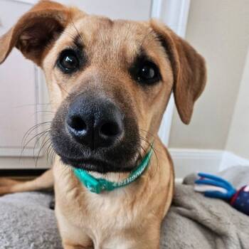 Rescue Labrador Retriever and Hound Dogs for Adoption in Houston, Texas - Goldie | PetCurious