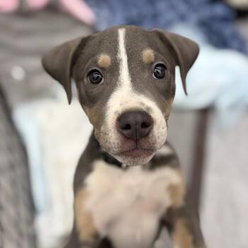 Labrador Retriever and Mixed Breed Dogs Available for Adoption in St. Peters, Missouri - Thunder | PetCurious