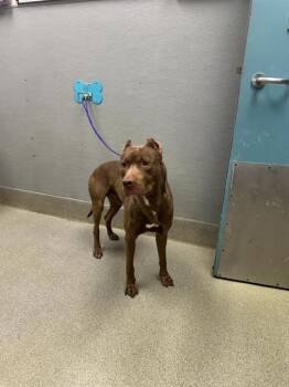 Pit Bull Terrier Dogs Available for Adoption in Las Vegas, Nevada - THRILLA | PetCurious
