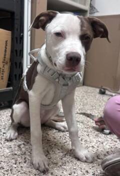 Pit Bull Terrier and Mixed Breed Dogs Available for Adoption in Pendleton, Oregon - Copper | PetCurious