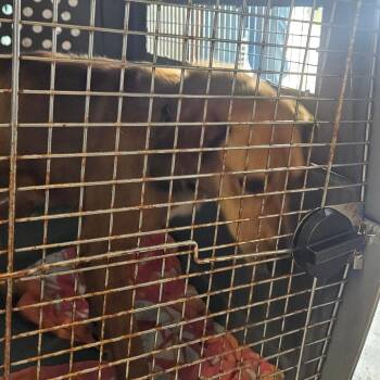 Mixed Breed and Hound Dogs Available for Adoption in Salt Lake City, Utah - Elote | PetCurious