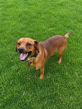 Beagle Dogs Available for Adoption in Nashville, Tennessee - Baron | PetCurious