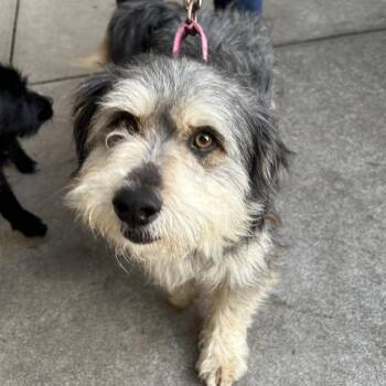 Havanese and Mixed Breed Dogs Available for Adoption - LEPRECHAUN | PetCurious