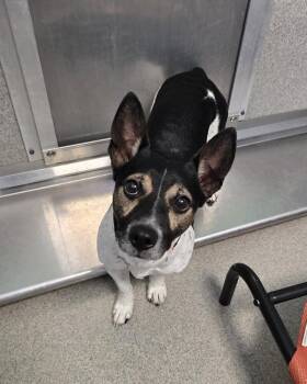 Moon -  Jack Russell Terrier and Rat Terrier Dog for Adoption in Wellington, Kansas - Moon | PetCurious