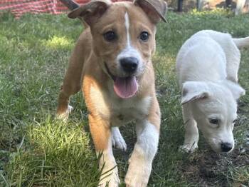 Paige -  Shepherd and Mixed Breed Dog for Adoption in Minneapolis, Minnesota - Paige | PetCurious