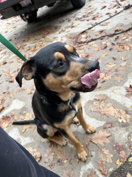 Rescue Rottweiler and German Shepherd Dog Dogs for Adoption in Fennville, Michigan - Rex | PetCurious