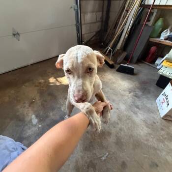 Sam -  Pit Bull Terrier Dog for Adoption in Tulsa, Oklahoma - Sam | PetCurious