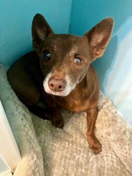 Rescue Chihuahua and Dachshund Dogs for Adoption in Lawrenceville, Illinois - Cinnamon Peanut | PetCurious