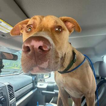 Griffin -  Mixed Breed Dog for Adoption in Valley, Alabama - Griffin | PetCurious