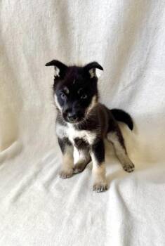Oscar -  Siberian Husky Dog for Adoption in Buffalo, Minnesota - Oscar | PetCurious