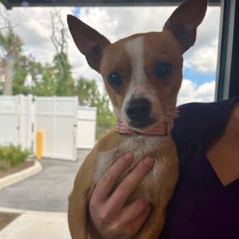 Bentley -  Chihuahua and Mixed Breed Dog for Adoption in Englewood, Florida - Bentley | PetCurious