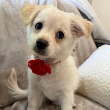 Rescue Papillon and Chihuahua Dogs for Adoption in Los Angeles, California - Butternut | PetCurious