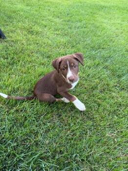 Cocoa -  Mixed Breed Dog for Adoption in Salisbury, Maryland - Cocoa | PetCurious