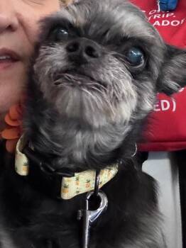 Miniature Schnauzer and Yorkshire Terrier Dogs Available for Adoption - Jolie | PetCurious