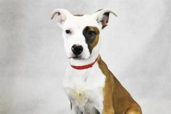 SHAY -  Labrador Retriever and Mixed Breed Dog for Adoption in Fort Lauderdale, Florida - SHAY | PetCurious