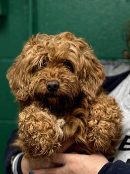 Poodle Dogs Available for Adoption - Ambria | PetCurious