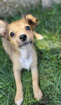 Squirrel -  Chihuahua and Papillon Dog for Adoption in Beavercreek, Oregon - Squirrel | PetCurious