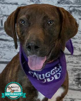 Eevie -  Hound Dog for Adoption in Kennesaw, Georgia - Eevie | PetCurious