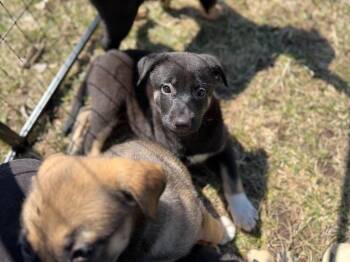 German Shepherd Dog and Mixed Breed Dogs Available for Adoption in Minneapolis, Minnesota - Bambi | PetCurious