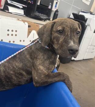 JANE -  Mixed Breed Dog for Adoption in Dallas, Texas - JANE | PetCurious