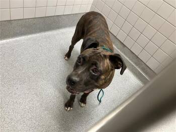 Rescue Boxer Dogs for Adoption in Tustin, California - MARABEL | PetCurious