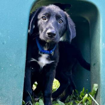 Ziggy -  Mixed Breed Dog for Adoption in Warrensburg, Missouri - Ziggy | PetCurious