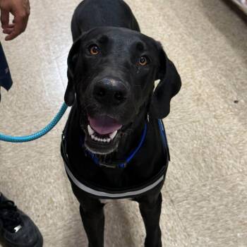Boone - A Handsome Southern Gentleman -  Black Labrador Retriever Dog for Adoption in Sugar Land, Texas - Boone - A Handsome Southern Gentleman | PetCurious