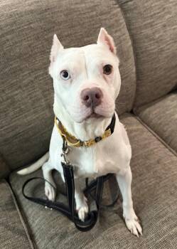 Mixed Breed Dogs Available for Adoption in Lansing, Michigan - Eggroll (26-012 D) | PetCurious