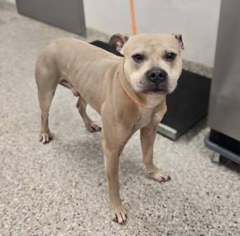 Terrier and Mixed Breed Dogs Available for Adoption - Otto | PetCurious