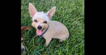 Molly (TX) -  Terrier Dog for Adoption in New York, New York - Molly (TX) | PetCurious