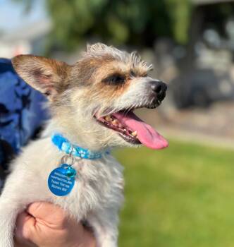 Ralph -  Cairn Terrier and Chihuahua Dog for Adoption in Pasco, Washington - Ralph | PetCurious