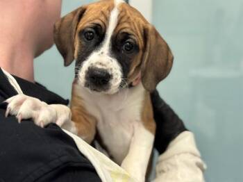 DAISEY -  Boxer and Chihuahua Dog for Adoption in Pueblo, Colorado - DAISEY | PetCurious