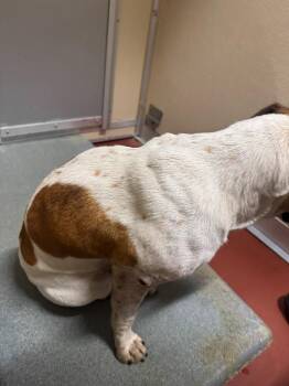 Mixed Breed Dogs Available for Adoption in Douglasville, Georgia - Pippa | PetCurious