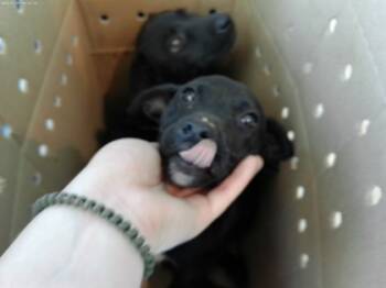 Rescue Mixed Breed Dogs for Adoption in Fort Worth, Texas - 59790658 | PetCurious