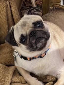 Milo -  Pug Dog for Adoption in Summerfield, North Carolina - Milo | PetCurious