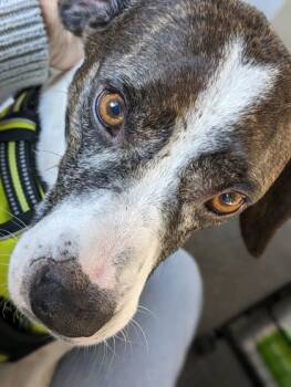 Rescue Mixed Breed Dogs for Adoption in Chamblee, Georgia - Mochi - IN FOSTER | PetCurious