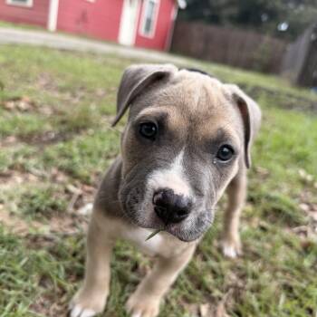 The power puff litter Blossom -  Pit Bull Terrier Dog for Adoption in Semmes, Alabama - The Power Puff Litter Blossom | PetCurious